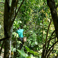 Photo de Bali - Autour de Munduk